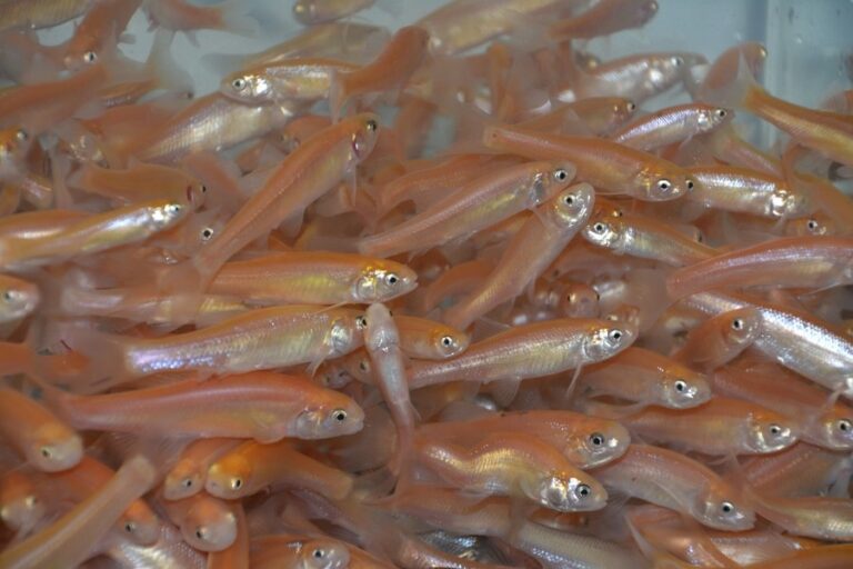 Pink Minnow Anderson Minnows Shop