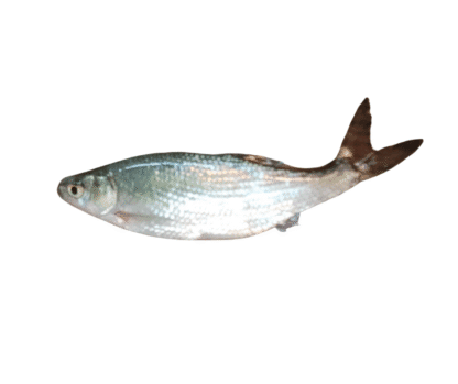 Golden Shiner
