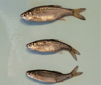 Golden Shiner