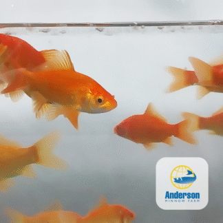 Goldfish