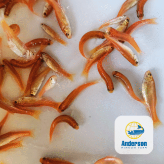 Pink Minnow