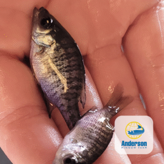 Northern Bluegill