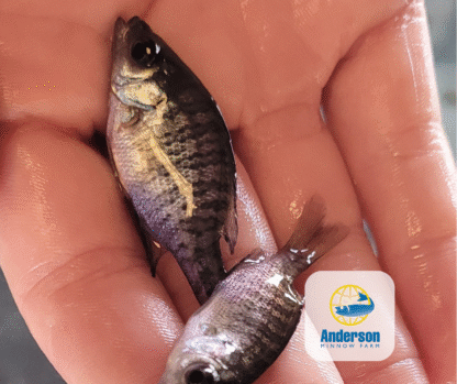 Northern Bluegill