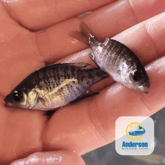 Northern Bluegill