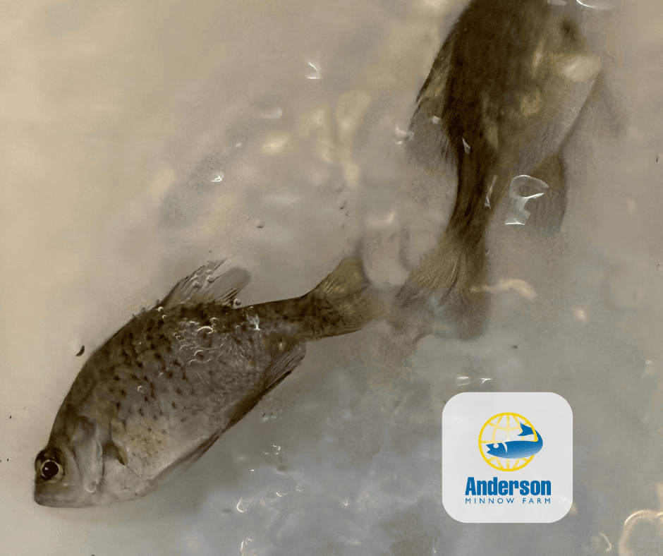 Northern Bluegill