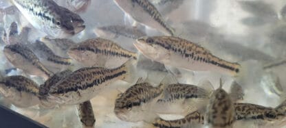 LARGEMOUTH BASS - Image 4