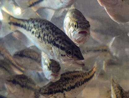 LARGEMOUTH BASS - Image 3