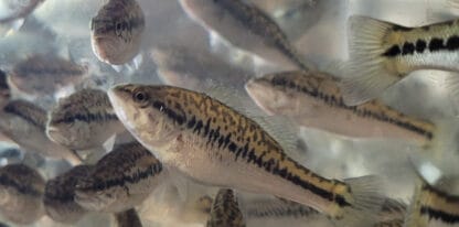 LARGEMOUTH BASS - Image 2