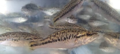 LARGEMOUTH BASS - Image 5