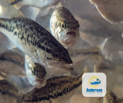 Largemouth Bass