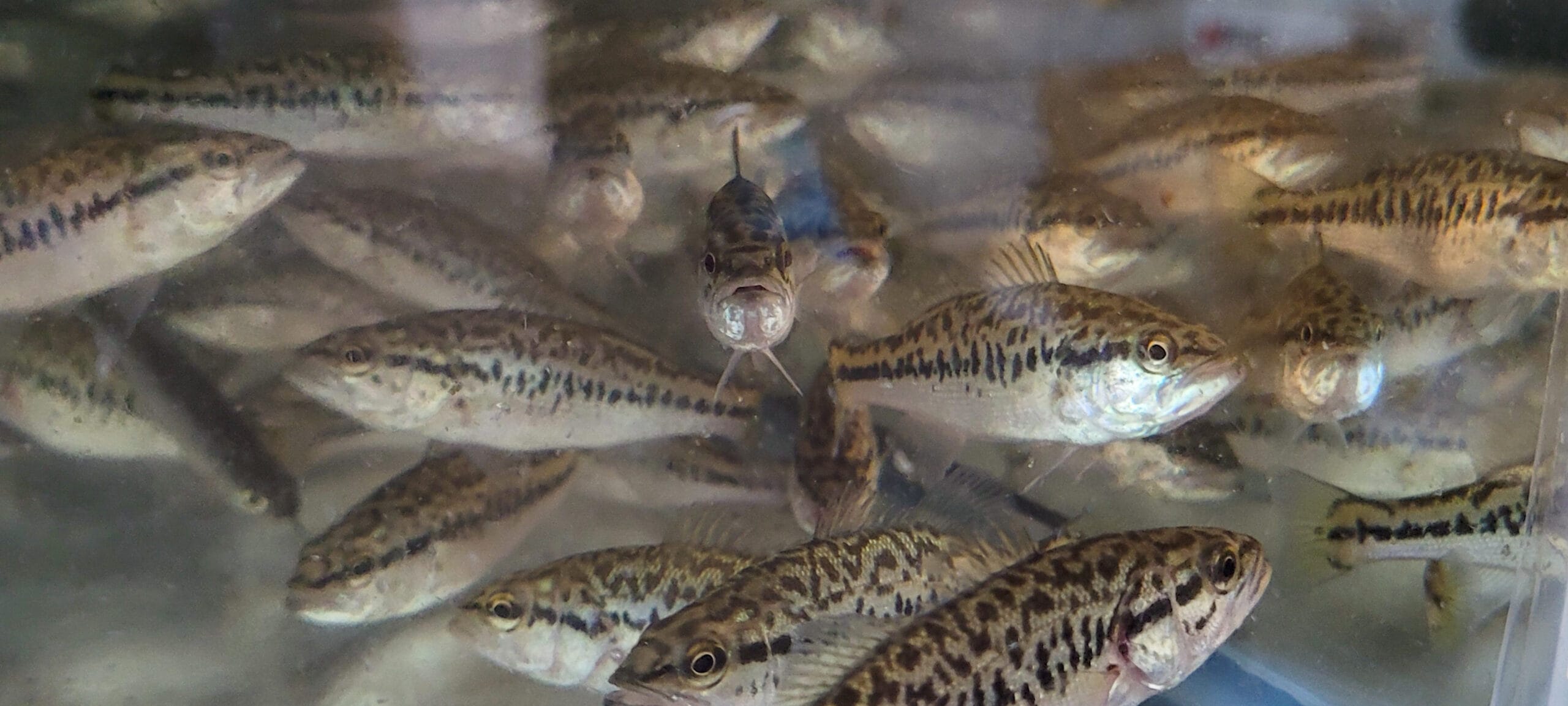 F1 HYBRID LARGEMOUTH BASS - Image 3