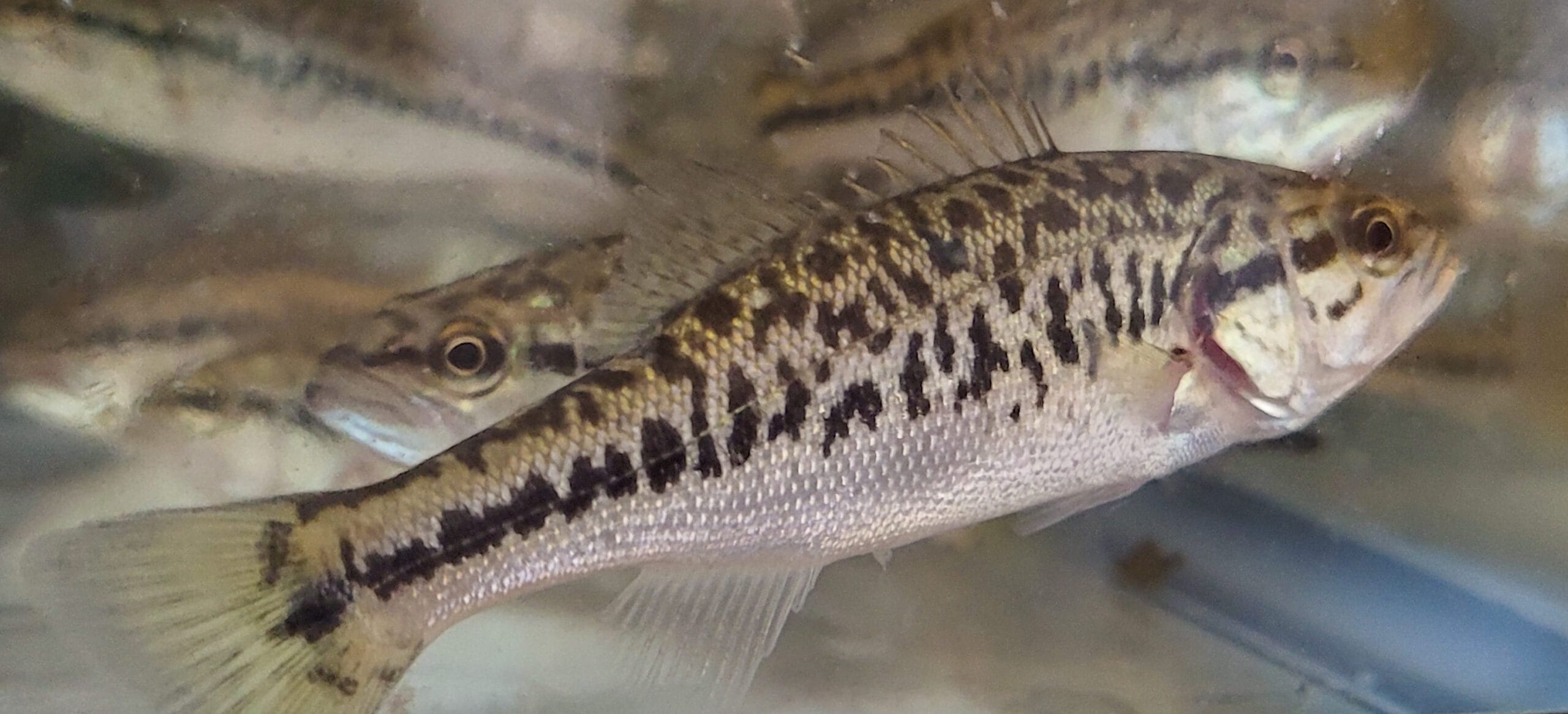 F1 HYBRID LARGEMOUTH BASS - Image 2