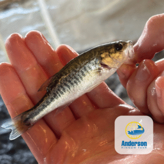 F1 Hybrid Largemouth Bass