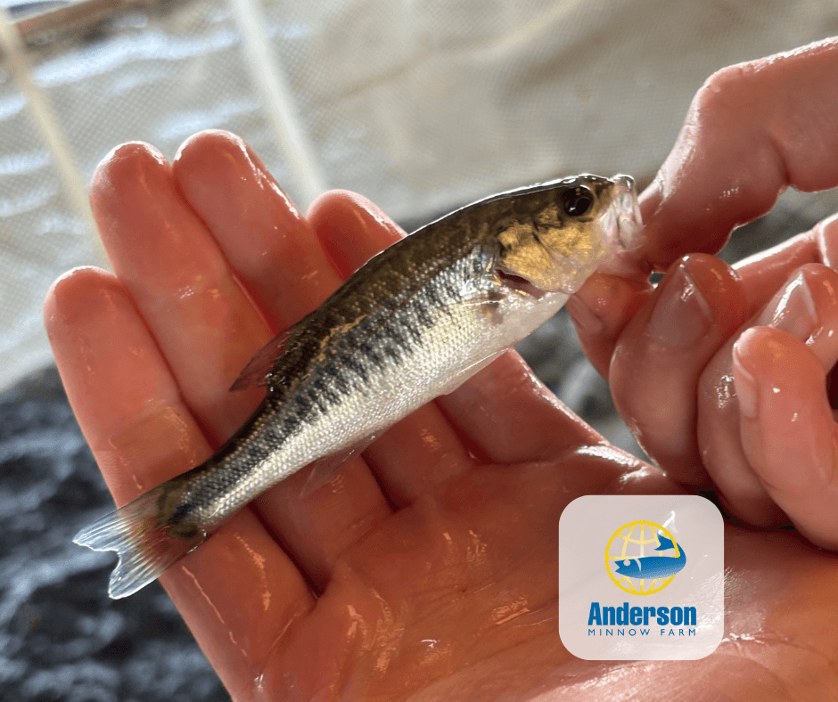 F1 Hybrid Largemouth Bass