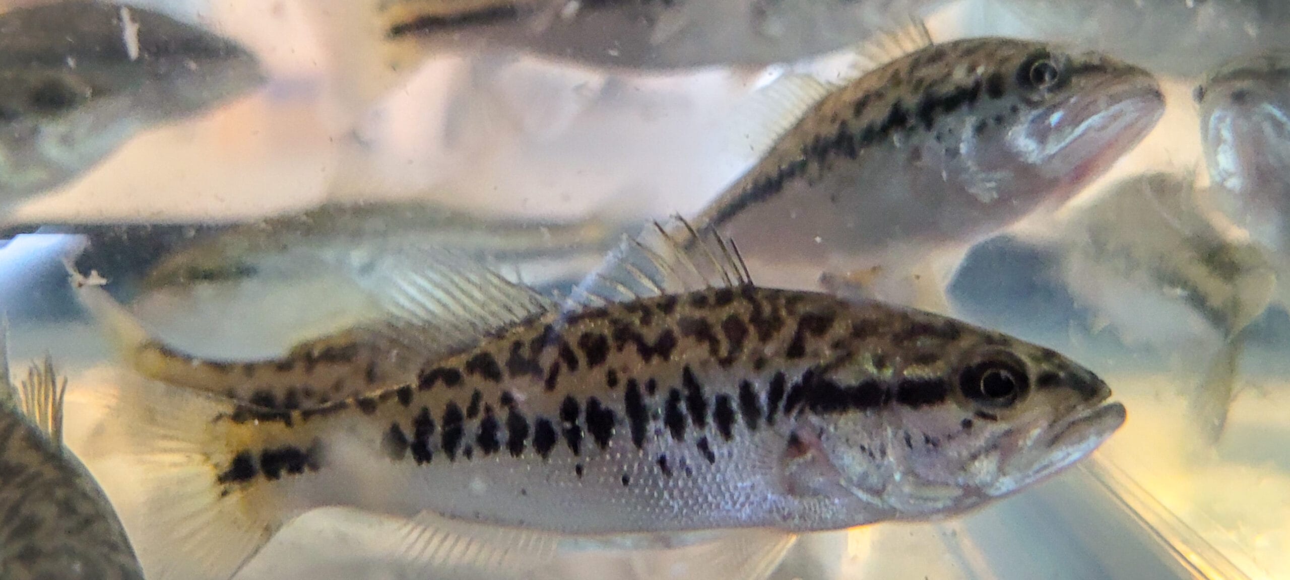 F1 HYBRID LARGEMOUTH BASS - Image 4