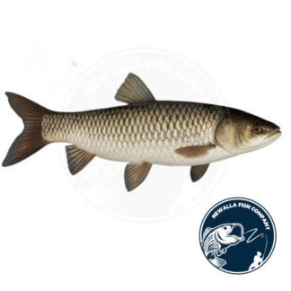 TRIPLOID GRASS CARP