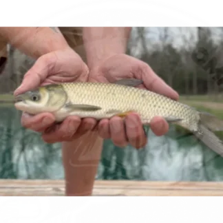 Triploid Grass Carp (9-11") - Newalla Fish Company