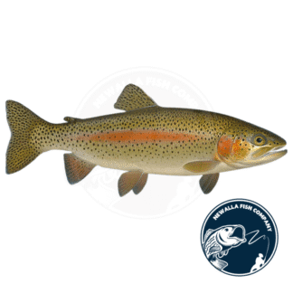 Rainbow Trout Juveniles