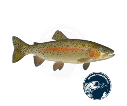 Rainbow Trout Juveniles
