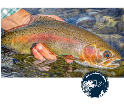 Rainbow Trout Juveniles